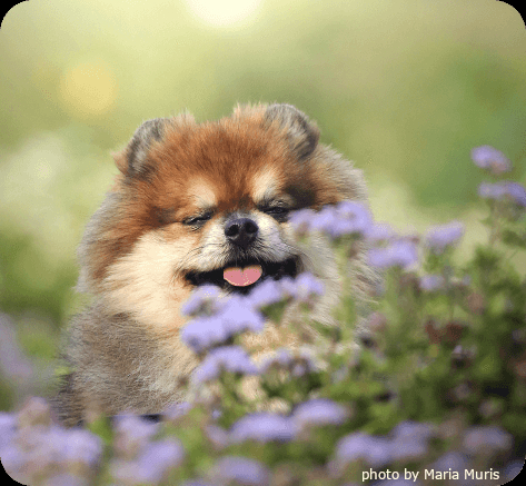 dog sleeping