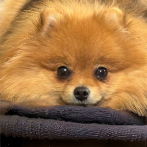 dog