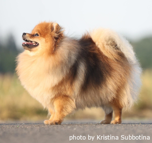 dog-2
