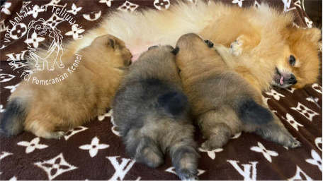 puppy-2