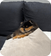 puppy-3