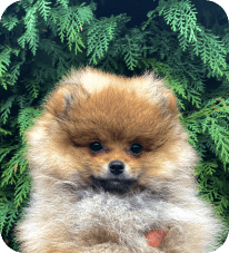 puppy-4