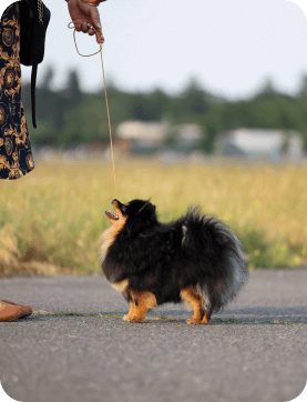 puppy-5