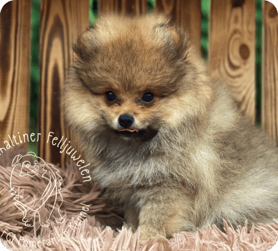 puppy-6