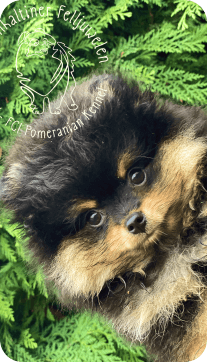 puppy-7
